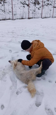 Darf Ylva dein Herz erobern?, Mischling - Hündin