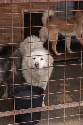 Darf Ylva dein Herz erobern?, Mischling - Hündin