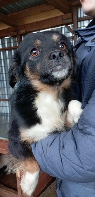 🍝 Darf ich vorstellen? Gnocchi – klein, bunt & unwiderstehlich! 🍝, Mischling - Rüde