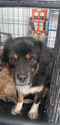 🍝 Darf ich vorstellen? Gnocchi – klein, bunt & unwiderstehlich! 🍝, Mischling - Rüde