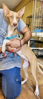 Daria, Podenco Andaluz - Mix - Hündin