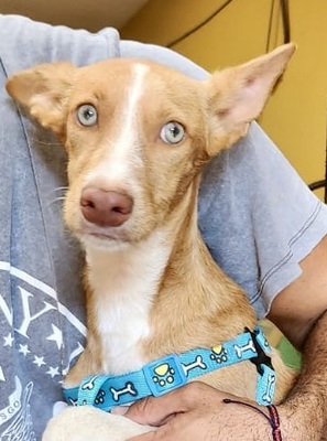 Daria, Podenco Andaluz - Mix - Hündin