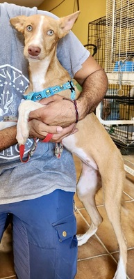 Daria, Podenco Andaluz - Mix - Hündin