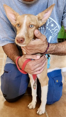 Daria, Podenco Andaluz - Mix - Hündin
