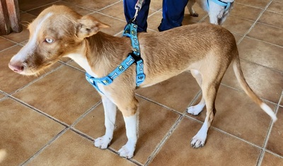 Daria, Podenco Andaluz - Mix - Hündin