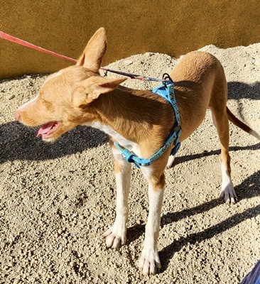 Daria, Podenco Andaluz - Mix - Hündin