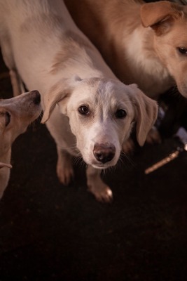 ✨ Daria – kleine Straßenheldin mit großem Herzen ✨, Mischling Welpen - Hündin