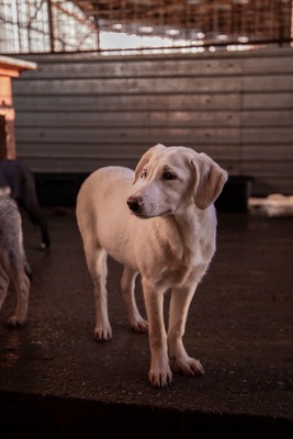 ✨ Daria – kleine Straßenheldin mit großem Herzen ✨, Mischling Welpen - Hündin