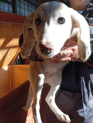 ✨ Daria – kleine Straßenheldin mit großem Herzen ✨, Mischling Welpen - Hündin