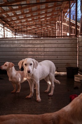 ✨ Daria – kleine Straßenheldin mit großem Herzen ✨, Mischling Welpen - Hündin