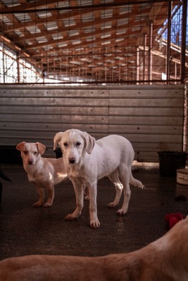 ✨ Daria – kleine Straßenheldin mit großem Herzen ✨, Mischling Welpen - Hündin