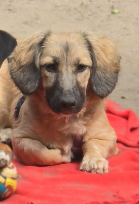 Darina, Mischling Welpen - Hündin