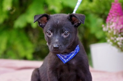 Dario, Mischling Welpen - Rüde