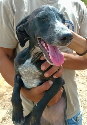 Darko, Galgo Espanol Welpen - Rüde