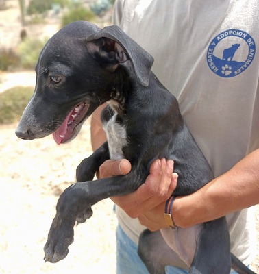 Darko, Galgo Espanol Welpen - Rüde