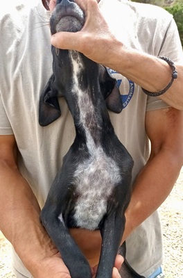 Darko, Galgo Espanol Welpen - Rüde