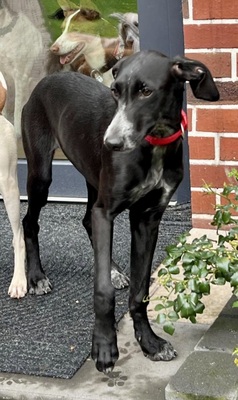 Darko, Galgo Espanol Welpen - Rüde