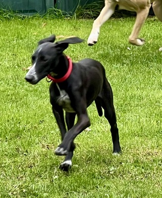 Darko, Galgo Espanol Welpen - Rüde