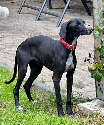 Darko, Galgo Espanol Welpen - Rüde