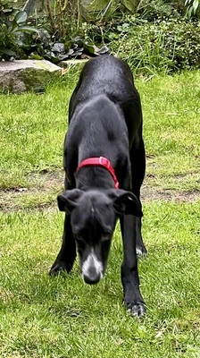 Darko, Galgo Espanol Welpen - Rüde