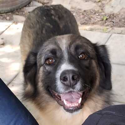 Darla - eine menschenbezogene und offene Hündin, Griechischer Schäferhund-Mischling - Hündin