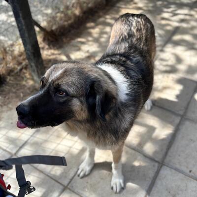 Darla - eine menschenbezogene und offene Hündin, Griechischer Schäferhund-Mischling - Hündin