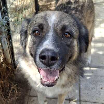 Darla - eine menschenbezogene und offene Hündin, Griechischer Schäferhund-Mischling - Hündin