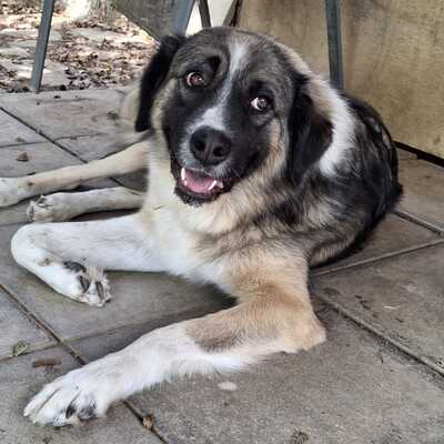 Darla - eine menschenbezogene und offene Hündin, Griechischer Schäferhund-Mischling - Hündin