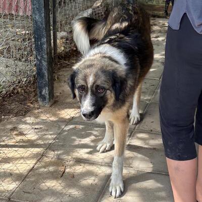 Darla - eine menschenbezogene und offene Hündin, Griechischer Schäferhund-Mischling - Hündin