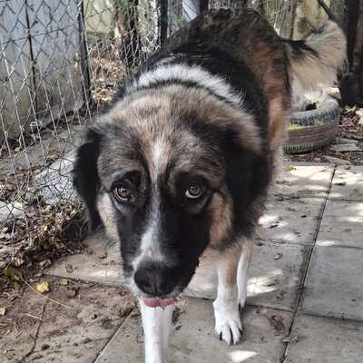 Darla - eine menschenbezogene und offene Hündin, Griechischer Schäferhund-Mischling - Hündin