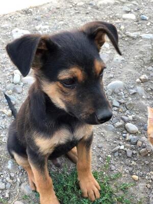 Dasty, Mischling - Rüde