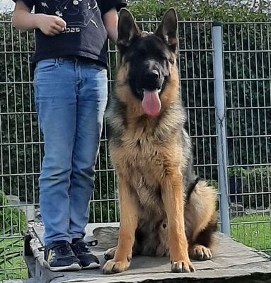 Dave, Deutscher Schäferhund - Rüde 1