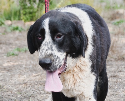 Davi - Stärke mit Sanftmut, Alabai - Hündin