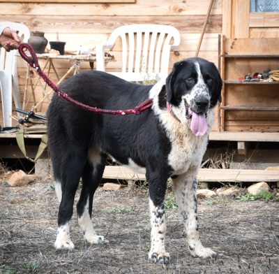 Davi - Stärke mit Sanftmut, Alabai - Hündin