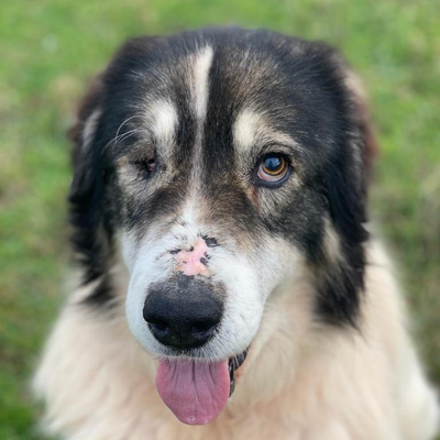 David - aktuell im Ausland, Mischling - Rüde