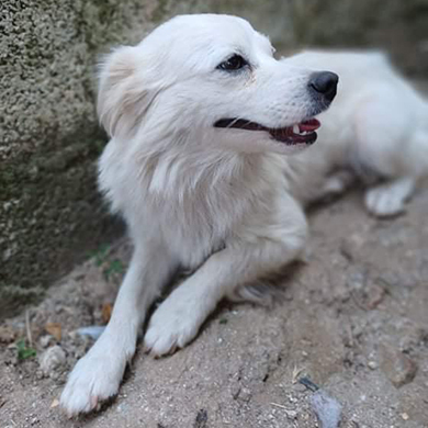 Davina / Reserviert, Mischling - Hündin