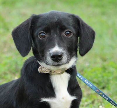 Davy, Mischling Welpen - Rüde