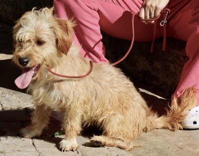 De Niro, Terrier - Mix - Rüde