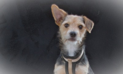 Dean - ein großer Schmuser