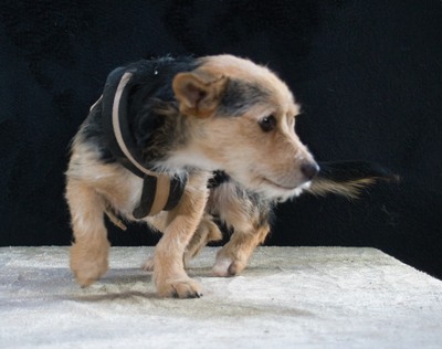 Dean - ein großer Schmuser, Mischling - Rüde