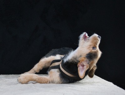 Dean - ein großer Schmuser, Mischling - Rüde