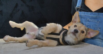 Dean - ein großer Schmuser, Mischling - Rüde