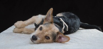 Dean - ein großer Schmuser, Mischling - Rüde