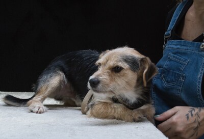 Dean - ein großer Schmuser, Mischling - Rüde