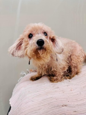 Deandra - freundlich und liebenswert, Malteser-Mischling - Hündin