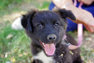 Deborah, Mischling Welpen - Hündin