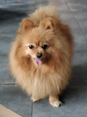 Deborah, Pomeranier - Hündin