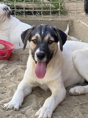 Declan, Mischling - Rüde