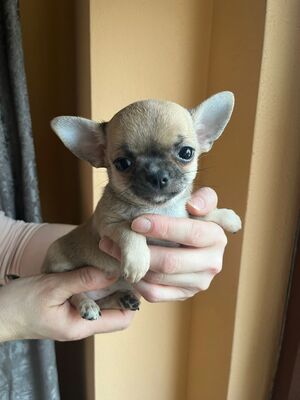 Delaney, Chihuahua Baby Welpen - Hündin 1