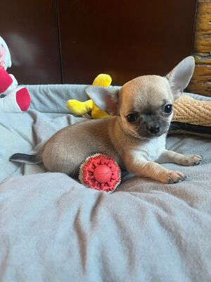 Delaney, Chihuahua Baby Welpen - Hündin